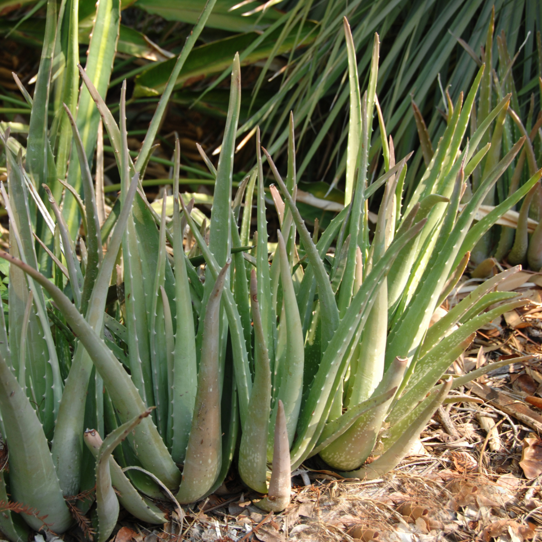 The Health Benefits of Drinking Aloe Vera Juice