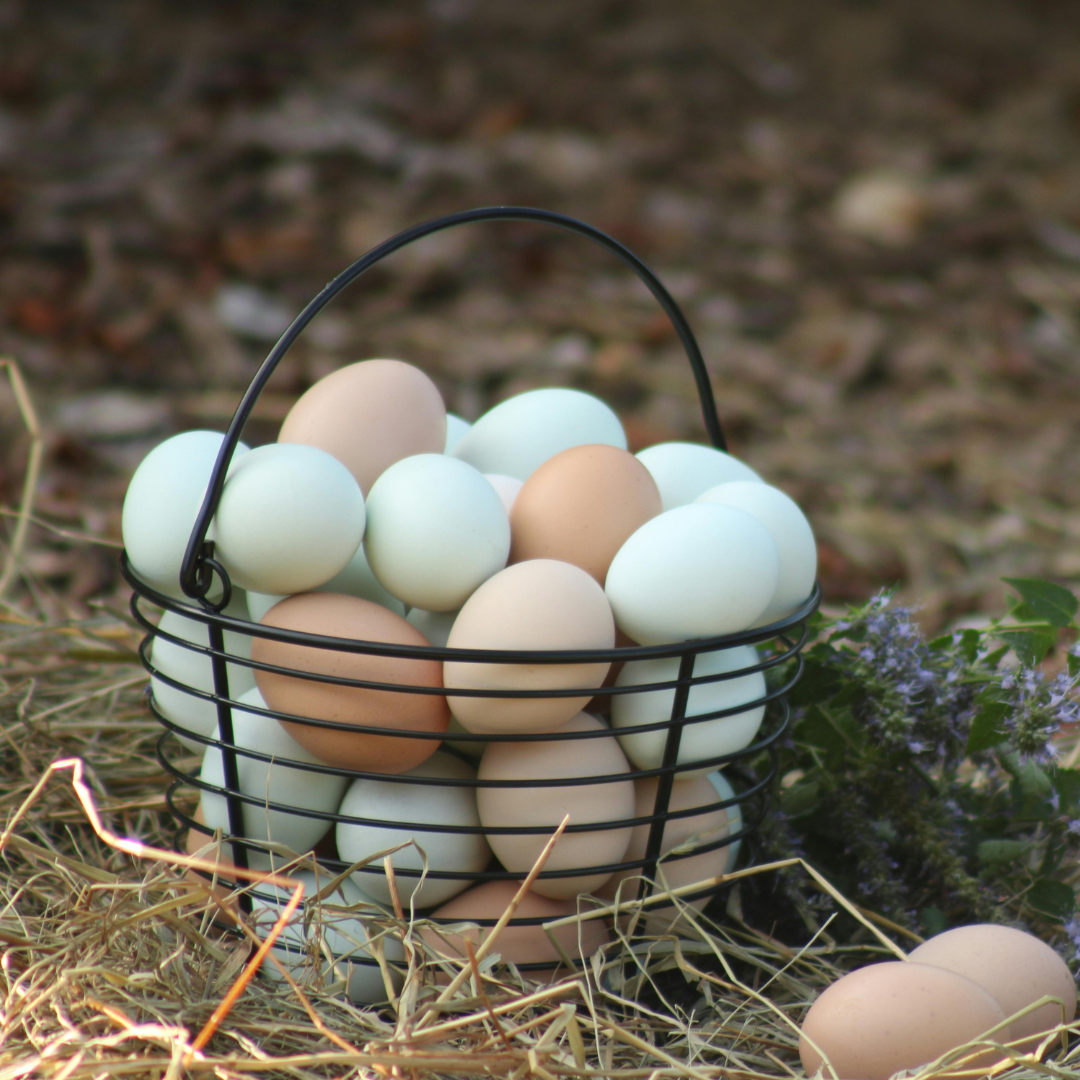 The Benefits of Eating Eggs: A Nutritional Powerhouse